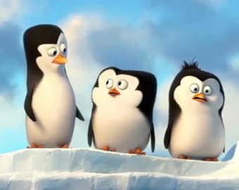 Побег пингвинов из зоопарка сняли на видео