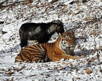 Амурский тигр подружился со своим обедом