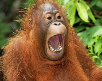 Фокус заставил орангутанга валяться от смеха