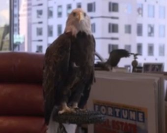 Орел по кличке Дядя Сэм напал на Трампа