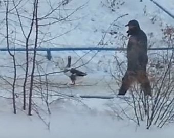В Омске мужчина вывел на прогулку гуся
