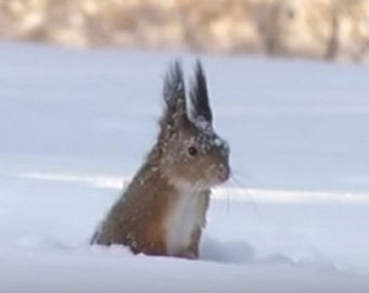 Белка-дайвер стала звездой интернета