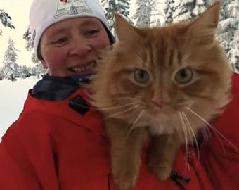 В Норвегии появился ездовой кот