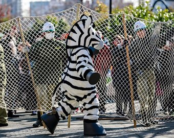 Сотрудники зоопарка устроили учебную погоню за зеброй