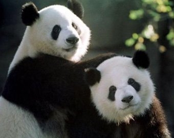 Панда побила партнера после секса