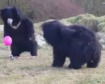 Медведей развеселил розовый воздушный шарик