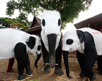 Cлонов в тайском заповеднике "замаскировали" под панд