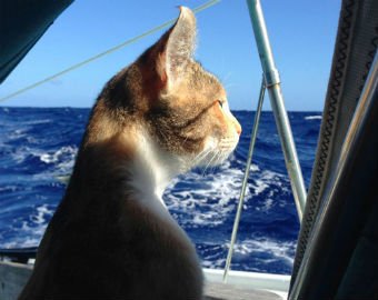 Кошка-путешественница стала звездой Инстаграма