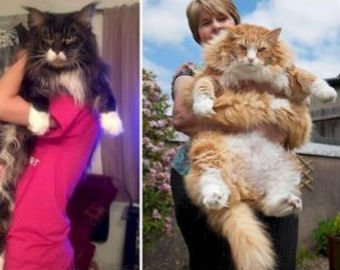 5 самых больших котов поразили пользователей сети