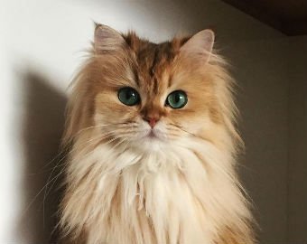 Пользователи Сети нашли самую фотогеничную кошку в мире