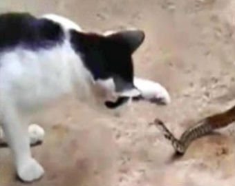 Кот подрался со змеёй, которую попыталась проглотить жаба