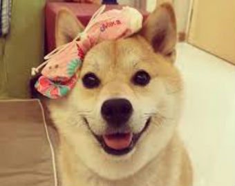 Собака-улыбака из Японии стала новой интернет-звездой