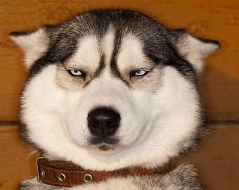 Хаски научилась пускать пузыри