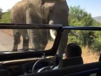 Шварценеггер снял на видео свое бегство от слона