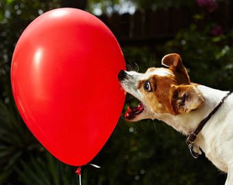Лопающий шарики пес стал новой звездой интернета