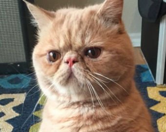 Стоящий на задних лапах кот покорил пользователей соцсети