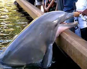 В США дельфин украл у туристки iPad