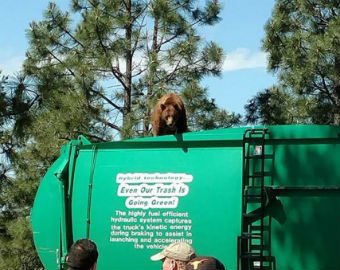 Медведь прокатился на мусоровозе