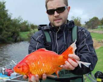 Гигантские золотые рыбки оккупировали реку в Австралии