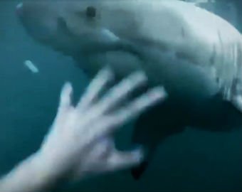 Дайвер снял на видео, как отбился от акулы селфи-палкой