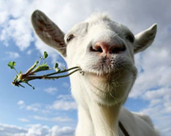 Жующая жвачку коза стала звездой Интернета