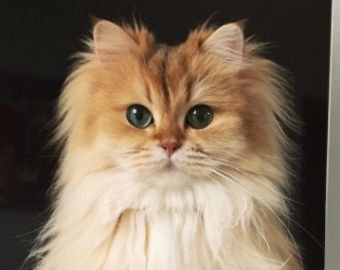 Кошка Смузи набирает популярность в интернете