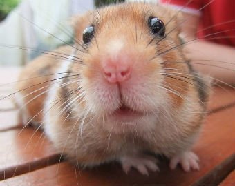 Заключенные устроили погром в тюрьме из-за смерти хомяка