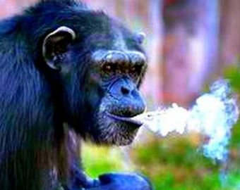 В северокорейском зоопарке обнаружили шимпанзе-курильщика