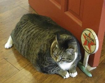 Жирный кот стал ходячей рекламой отеля