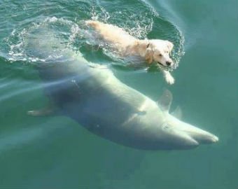 В Ирландии собака и дельфин стали закадычными друзьями