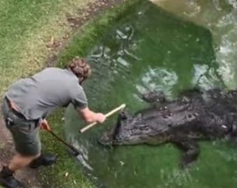 Мужчина сделал предложение своей девушке в загоне с крокодилом