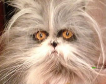 Похожий на пса персидский кот стал интернет-звездой