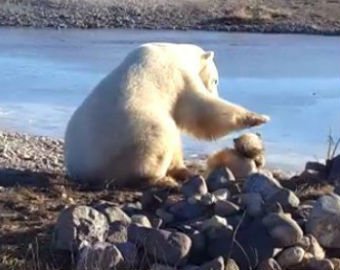 Очевидец снял на видео, как белый медведь погладил собаку