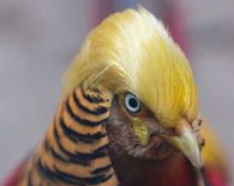 Похожий на Трампа фазан стал интернет-звездой