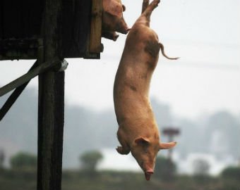 Китайский фермер заставил свиней заниматься спортом