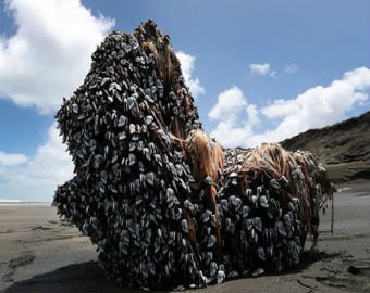 В Новой Зеландии на пляж выбросило "монстра с дредами"