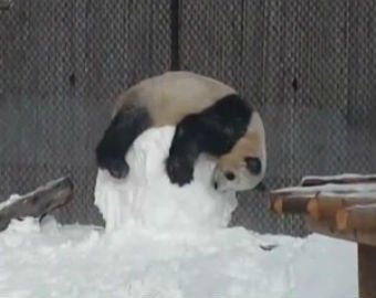 В Торонто панда избила снеговика