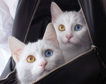 Кошки-близнецы с разными глазами стали звёздами в Интернете