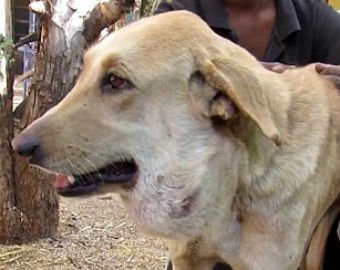 Собака спасла тонущего друга из бурлящей реки