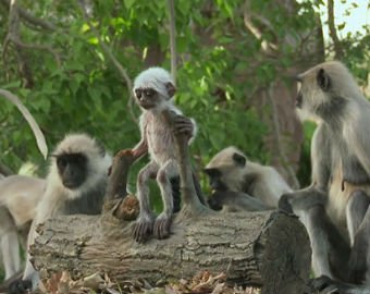 Съемочная группа довела до отчаяния обезьян, подбросив им копию детеныша
