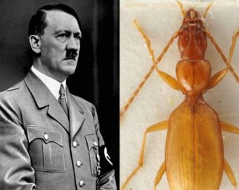 В Интернете появился список насекомых, названных в честь звёзд и политиков