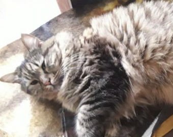 Ставропольский кот Герыч стал звездой Интернета