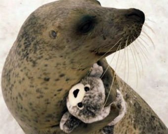 «Обнимашки» тюленя с игрушкой растрогали интернет-пользователей