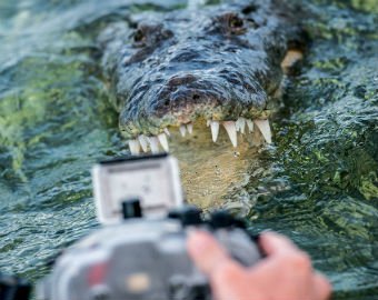 Туристы сняли на видео, как плавают с огромными крокодилами