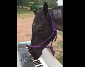 Лошадь, играющая на пианино, стремительно набирает популярность в сети