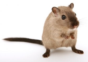Живая мышь в хинкали взорвала интернет