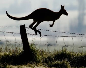 В Австралии кенгуру напал на автомобиль