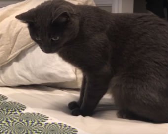 Видео с котом "под гипнозом" взорвало интернет