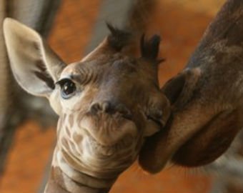 За родами жирафихи Эйприл наблюдали онлайн 1,2 млн человек