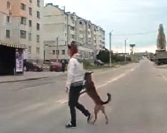 Собака перешла дорогу на задних лапах и стала звездой интернета